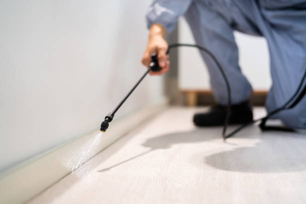 Certified termite inspector examining foundation in Eureka